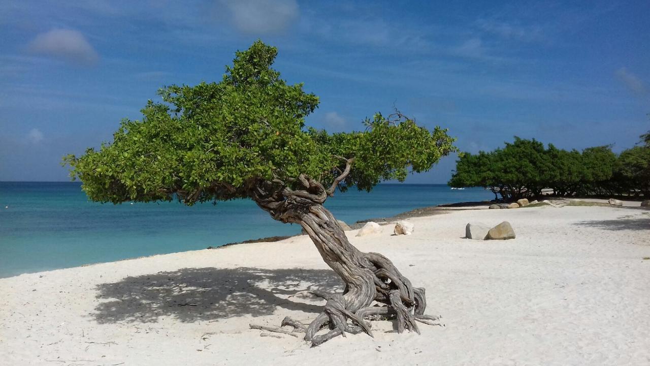 Aruba Harmony Apartments Oranjestad Ngoại thất bức ảnh